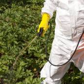 Dedetizadoras em Araras: Elimine Blatellas com Segurança