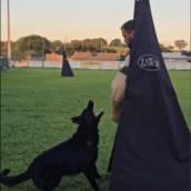 Esporte com Cães (IGP) em Belo Horizonte – Treinamento com Disciplina e Diversão