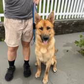 Dogwalker | Passeador de Cães em Joinville com Rotina Ativa