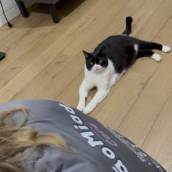 Petsitter em Joinville – Cuidados no Conforto do Seu Lar