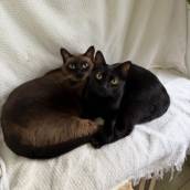Hospedagem Felina em Joinville – Conforto e Tranquilidade