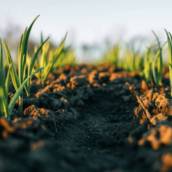 Adubação e Aceiros em Ribeirão Preto com Paisagismo Profissional