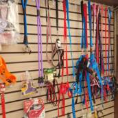 Segurança e Estilo – Coleiras e Guias em Itatinga