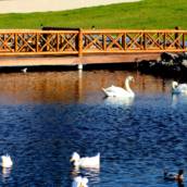 Pergolado, Quiosque, Cerca, Parque Infantil, Curral e Escora para Plantação: Soluções de Madeira Tratada para Diversas Necessidades em Capelinha