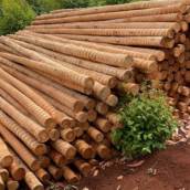 Estaca, Mourão e Caibro de Eucalipto Tratado: Estruturas Resilientes para Seus Projetos em Petrolina/MG