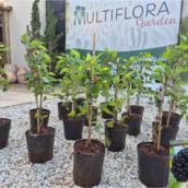 PROMOÇÃO NA Multiflora Garden - Mudas de Amora em Plena Produção!