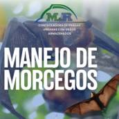 Manejo de Morcegos – Controle Seguro e Legalizado – Santa Bárbara Resort Residence