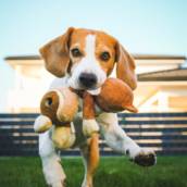 Rancho Pet-Friendly - Conforto para Você e Seu Pet em Mira Estrela, SP