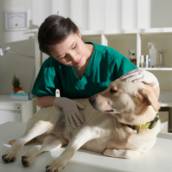 Clínica Geral Veterinária para Cães e Gatos - Atendimento Especializado 24h em Lençóis Paulista