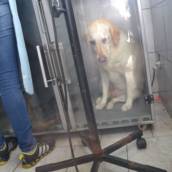 Consulta veterinária