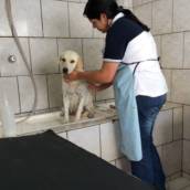 Banho em animais