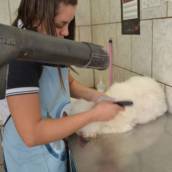 Consultas para cães e gatos