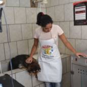Banho e tosa 