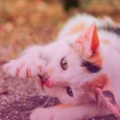 Exames laboratoriais de animais