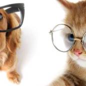 Oftalmologia Veterinária