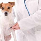 Clínico Geral Veterinário