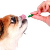 Medicamentos veterinários