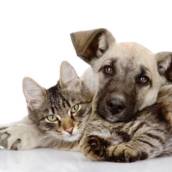 Ambulatórios para gatos e cachorros