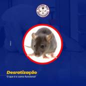  Desratização - Segurança e Saúde em Assis/SP