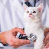 Clínica Veterinária em Tietê - Cuidando com Paixão e Profissionalismo