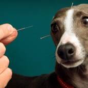 Acupuntura para animais