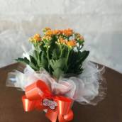 Calandiva Laranja para presente