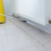 Controle Eficaz de Pragas – Dedetizadoras em Santa Bárbara SP