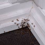 Dedetizadoras para Insetos Rasteiros em Santa Bárbara SP