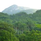 Estudos de Flora e Fauna