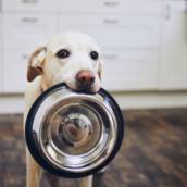 Casas De Ração Em Lençóis Paulista SP – Ração Billy Dog Para Pets