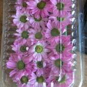 Flores Comestíveis - Beleza e sabor para suas criações culinárias - São José dos Campos