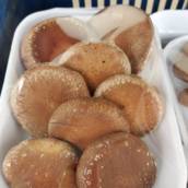 Shitakes por Kilo - Sabor autêntico direto do campo -  São José dos Campos