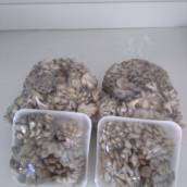 Cogumelos Frescos - Sabor natural e qualidade garantida -  São José dos Campos