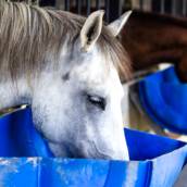 Suplemento mineral com Fator P para equinos – Premiphós Haras Fator P