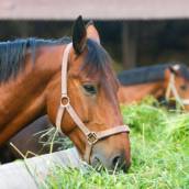 Suplemento mineral proteico para equinos a pasto – Campo Equinos Fator P