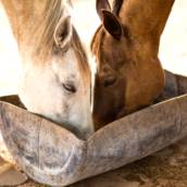 Ração peletizada P15 para equinos – Race Horse P15