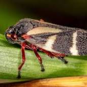 Metarhizium anisopliae WP - Controle de Cigarrinhas