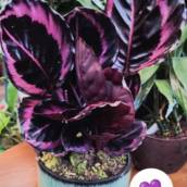 Venda de Calathea Roseo-Picta em Itapetininga 