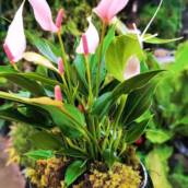 Venda de Antúrio Lilly em Itapetininga