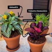 Venda de Afelandra e Palmeira Chamaedora em Itapetininga 