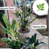 Vasos de Aglaonema Queen, Palmeira Ráfia Mini Lírio da Paz e Pacová