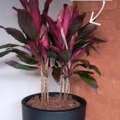 Vaso de Dracena Panamá em Itapetininga 