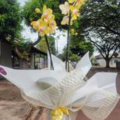 Orquídea Premium Amarela