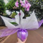 Orquídea Premium Lilás