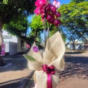 Orquídea Premium Rosa