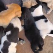 Pets para adoção