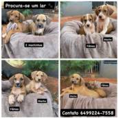 Filhotes para adoção