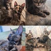 Gatinhos para adoção