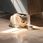 Gatinha dócil para adoção