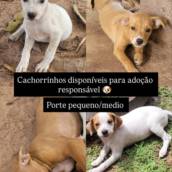 Cachorrinhos para adoção